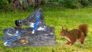 How To Make Squirrel Trap With Plastice Bottle Trap Using Plastice Bottle 100 working method [upl. by Bardo]