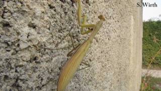 Praying mantid  Mantis religiosa in Croatia [upl. by Ahsrav533]