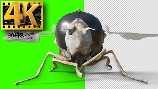 Fly  Insects Green Screen  Footage 4K [upl. by Llenyt]