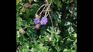 Flowers in bloom near ivy Flowers bloom flowersbloom ivy [upl. by Ybreh54]