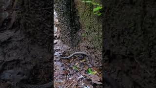 Nilgiris keelback snake🐍 snake shorts [upl. by Corabel]