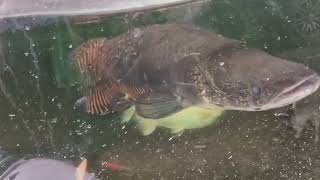 Arapaima feeding September 2023 blog [upl. by Rovelli]