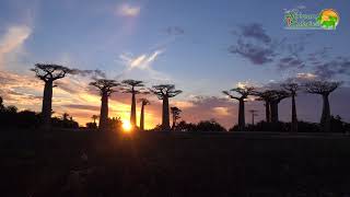 Madagascar  Avenue of Baobabs [upl. by Viva]