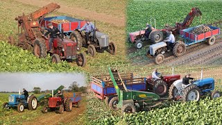 Vintage beet harvesters  Catchpole Standen Vicon  MF 35X Fordson IH B250 Ferguson TEF20 [upl. by Aleemaj]