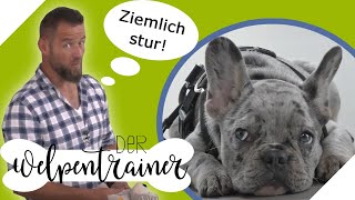 Achtung sturer Hund Wie lernt dein Hund Grenzen zu akzeptieren  Der Welpentrainer  sixx [upl. by Skinner689]