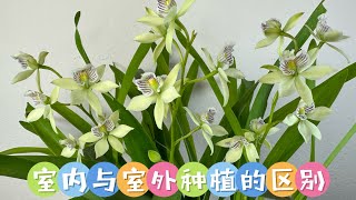 November 12 2023 室内与室外种植，有什么区别？小章鱼兰的种植 Encyclia radiata Care [upl. by Inami]