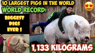 OMG TOP 10 LARGEST PIGS IN THE WORLD  WORLD RECORD BIGGEST PIGS EVER [upl. by Charil]