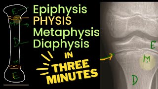 Physis Epiphysis Metaphysis and Diaphysis 🦴  in 3 MINUTES [upl. by Intyrb380]