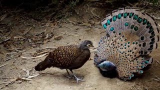 Bornean peacockpheasant [upl. by Nigel]