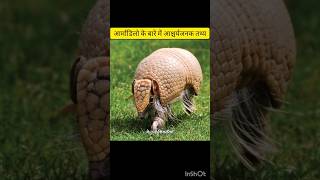 आर्माडिलो के बारे में आश्चर्यजनक तथ्य armadrillo shorts facts [upl. by Elleira487]