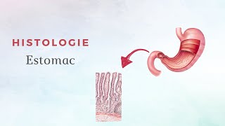 Histologie de lestomac [upl. by Jamaal696]