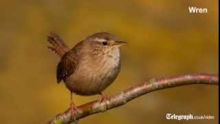 Birdsong for beginners [upl. by Haneeja]