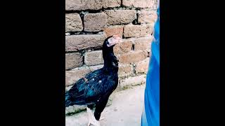 old bloodline mainwali patha quality roaster aseelmurga murgha roaster beast phonk [upl. by Ettolrahs]