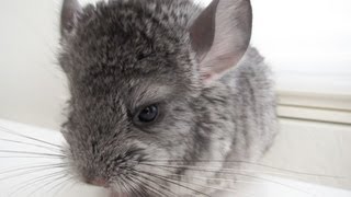 Baby Chinchilla CloseUp [upl. by Jenilee]