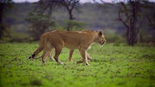 Pair of lionesses seek hunting [upl. by Azeel]