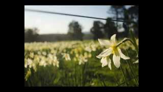 Daffodils Song Wordsworths poem [upl. by Nerrak]