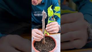 تشكيل شجرة الجهنمية Bougainvillea Shaping [upl. by Nosneh]