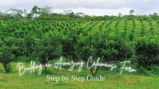 Building an Amazing Calamansi Farm Step by Step Guide [upl. by Llennahs587]