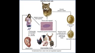 Life cycle of Toxoplasma gondii [upl. by Gridley]