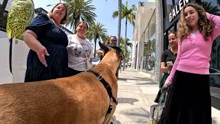 Cash 20 Great Dane on Rodeo Drive in Beverly Hills 64 [upl. by Gerrie497]