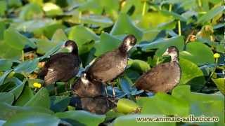 Juvenili de lisita  Coot juveniles Fulica Atra [upl. by Hoon629]