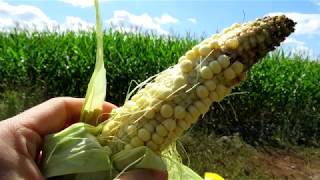 Update on Damage of Corn Rootworms [upl. by Ahsinawt]