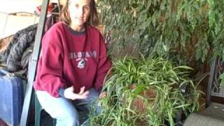 Propagating New Baby Spider Plants Indoor Houseplant [upl. by Aihsram]