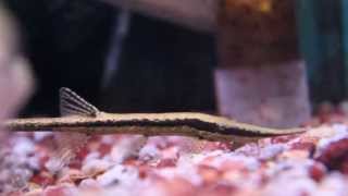 The Interesting Farlowella Acus  Twig  Stick Catfish [upl. by Aisile]