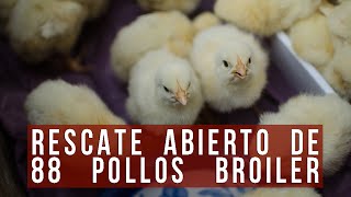 Octavo Rescate de EligeVeganismo 88 pollos broiler en libertad [upl. by Ecilegna695]