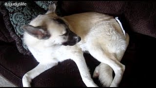 Dog in Diaper  June 22 2012  itsJudysLife Vlog [upl. by Eicyac]