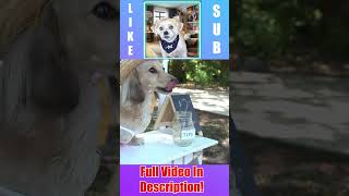 Daphnes Lemonade Stand Funny and Cute Wiener Dog Movie Reaction Chopsicle The Dog [upl. by Enilegna574]