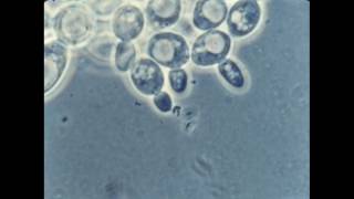 57 Budding of Yeast Cells [upl. by Baalman]