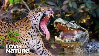 Jaguar Vs Caiman Crocodile EPIC Showdown  Love Nature [upl. by Atterg506]