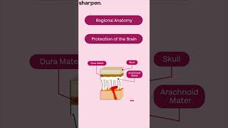 Regional Vs Systemic Anatomy Unraveling The Key Distinctions in 60 Seconds anatomy studybetter [upl. by Zachary259]