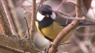 Protéger les oiseaux des jardins [upl. by Lyford]