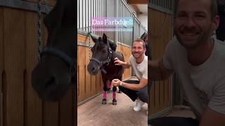 Was für eine Show 🤩🐴 pferd horse equestrian pferde shorts pferdeliebe pferdevideo pony [upl. by Barina22]