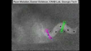 Sandfish subsurface locomotion with tracking markers [upl. by Tayler]