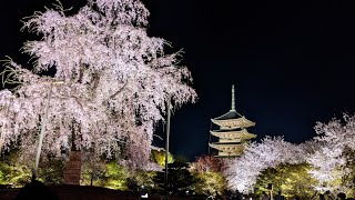 京都 東寺｜圧巻の美しさ！闇夜に浮かぶ不二桜 4K α7C [upl. by Atinhoj]