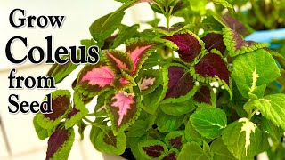 How to Grow Coleus from Seed  An Easy Planting Guide [upl. by Cele]