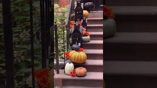 Upper East Side brownstone with AutumnHalloween Decor in Manhattan New York City [upl. by Avitzur]