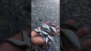 মাছ ধরতে গিয়ে এত বাটা মাছ উঠলো 🐟😍098 village fishing video [upl. by Farlee]