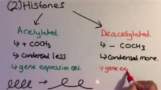 Alevel Biology  Epigenetics [upl. by Tiraj]