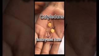 ये होता है चने के अंदर  Gram Seed  seed coat  Embryonal Axis  Cotyledons biology seeds facts [upl. by Engedi]