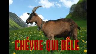 Chèvre qui bêle  Cri de la chevre  Verso della capra  Goat sound [upl. by Ydoj]