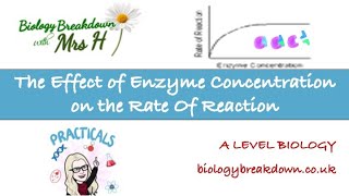 The effect of enzyme concentration on the rate of a reaction [upl. by Neesay]