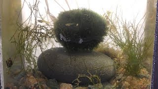 Marimo Moss Ball [upl. by Licha]