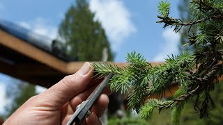 Spruce Bonsai Growth Management [upl. by Yeca62]