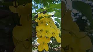 Plant of the day series part 5 Cassia fistula [upl. by Mungovan585]