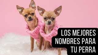 Nombres para perros ¡Encuentra el perfecto para tu peludoquot para hembras [upl. by Araec]