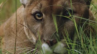 How Jogger Strangled Mountain Lion [upl. by Annailuj]